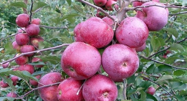 Popis odrůdy jabloní super prekos, pěstování a výnos